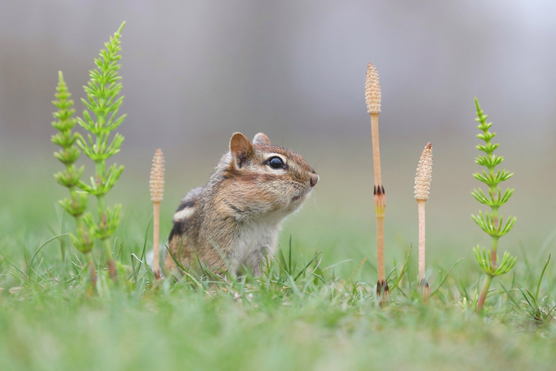 HD PC desktop wallpaper featuring a close-up of a chipmunk standing in green grass surrounded by small plants and horsetail stems.