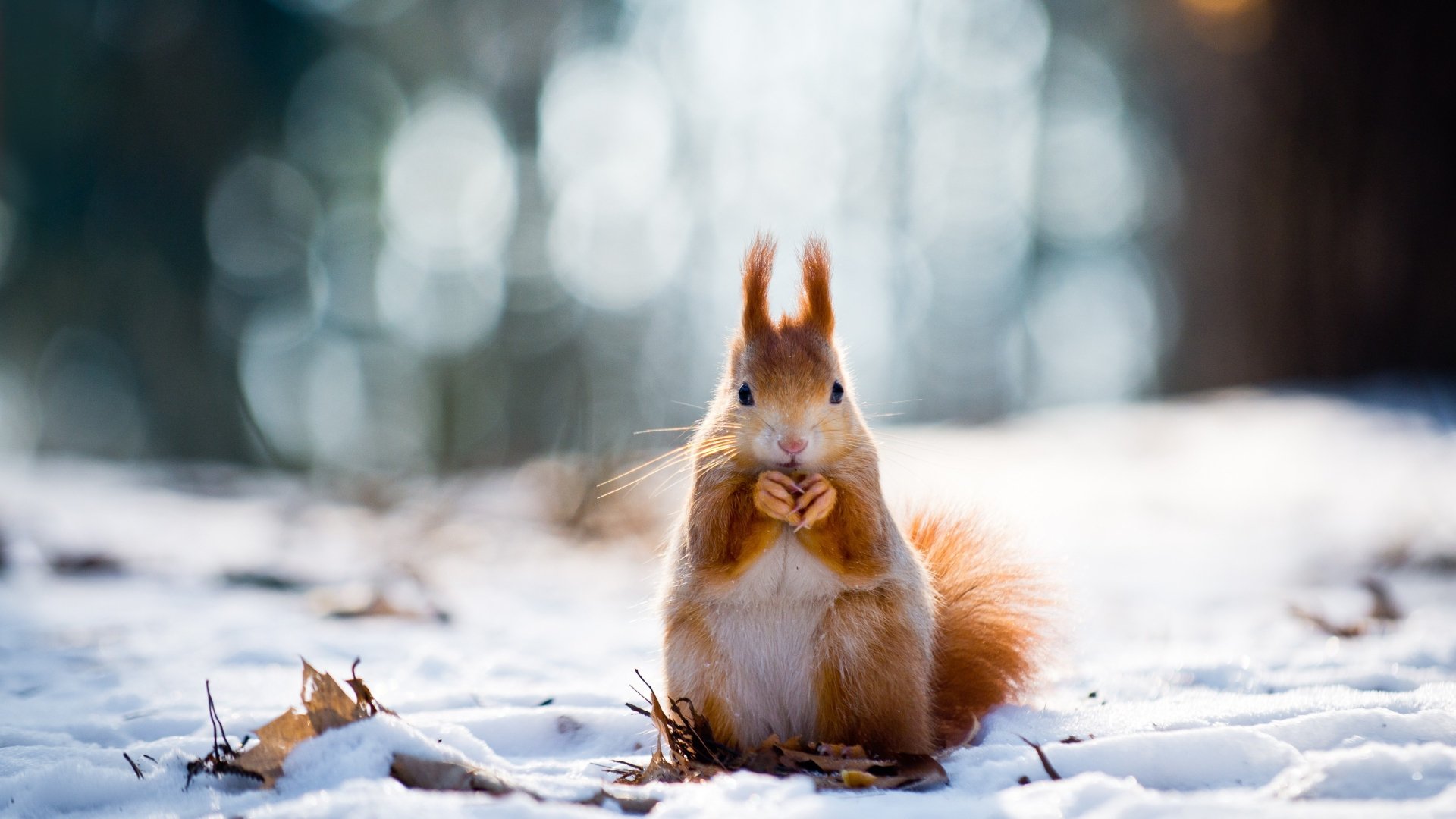 Winter Squirrel Serenity - 4K Ultra HD Snowy Rodent Wallpaper, image size:1920x1080