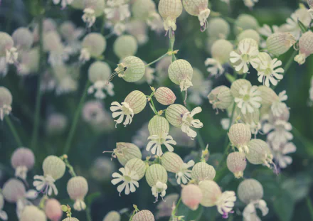  Silene vulgaris, the bladder campion or maidenstears by Manfred Richter