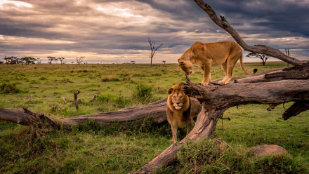 A majestic lion and lioness on a fallen tree in a vast savanna under a dramatic sky, captured in stunning 4K Ultra HD for a PC desktop wallpaper.