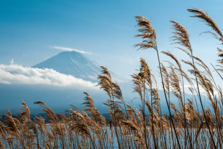 nature Mount Fuji HD Desktop Wallpaper | Background Image
