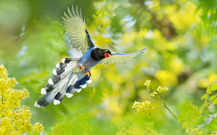  Taiwan Blue Magpie