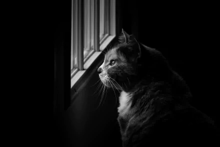 monochrome Animal cat HD Desktop Wallpaper | Background Image