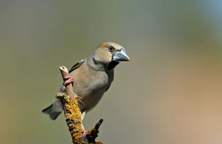 bird Animal Hawfinch HD Desktop Wallpaper | Background Image