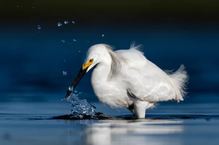HD PC desktop wallpaper background: white egret (bird, animal) wading in blue water, splashing as it catches a fish.
