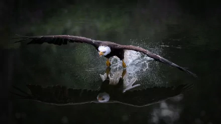 A bald eagle, bird of prey, skims water creating a splash with its wings, captured in striking reflection on the surface, set against a dark, natural background.