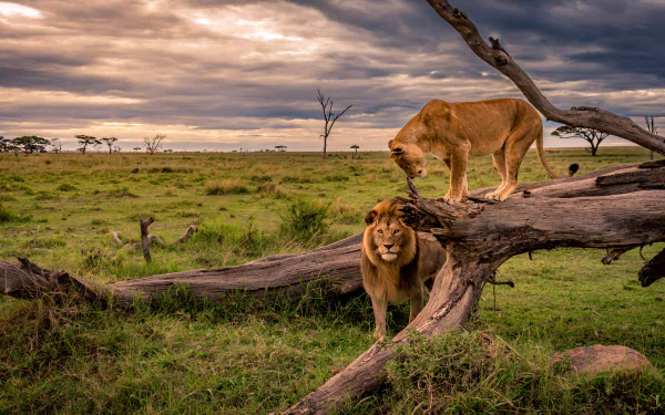 A majestic lion and lioness on a fallen tree in a vast savanna under a dramatic sky, captured in stunning 4K Ultra HD for a PC desktop wallpaper.