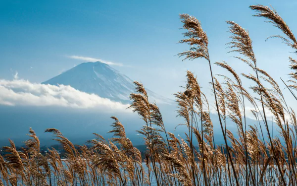 Nature - Mount Fuji 5K Ultra HD PC desktop wallpaper/background: snow-capped peak above clouds with golden reeds in the foreground under a clear blue sky.