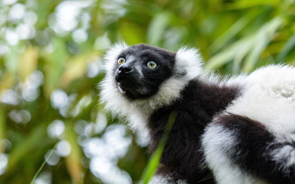 Animal lemur HD Desktop Wallpaper | Background Image
