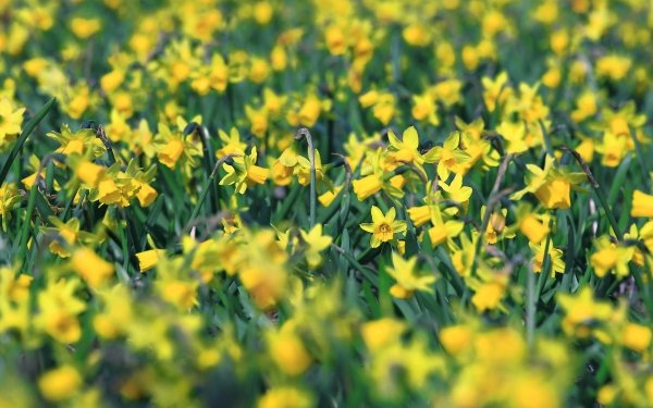 Earth Daffodil Flowers Flower Yellow Flower Close-Up HD Wallpaper | Background Image
