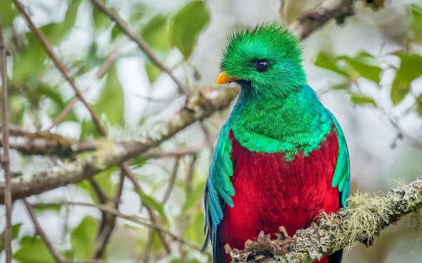 bird resplendent quetzal Animal quetzal HD Desktop Wallpaper | Background Image