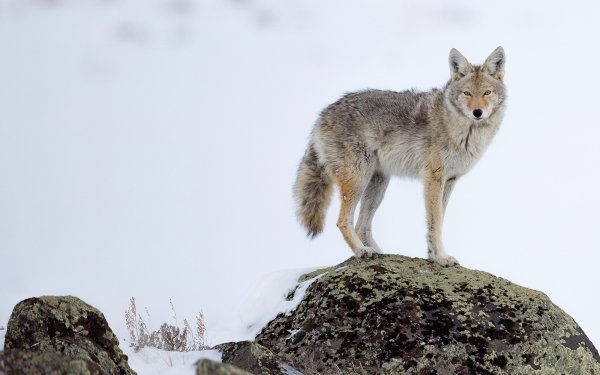 Animal Coyote Winter HD Wallpaper | Background Image