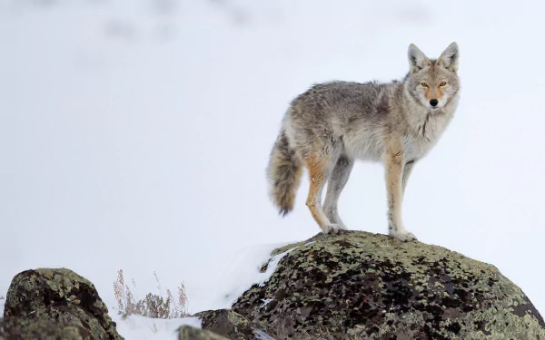HD desktop wallpaper of a coyote standing alert on a snowy rock in a winter landscape.