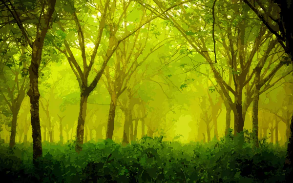 Misty Green Forest