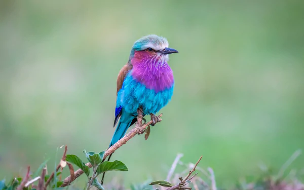 HD PC desktop wallpaper of a vivid lilac-breasted roller bird (animal) perched on a small branch against a soft, blurred green background.