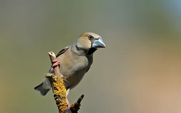 HD PC desktop wallpaper showing a hawfinch bird perched on a lichen-covered twig against a soft green bokeh background.