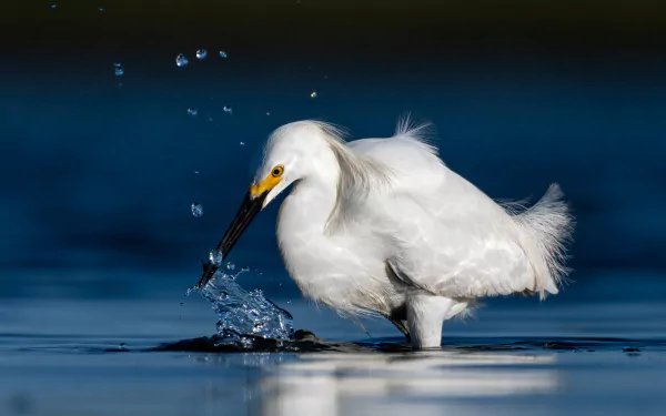 HD PC desktop wallpaper background: white egret (bird, animal) wading in blue water, splashing as it catches a fish.