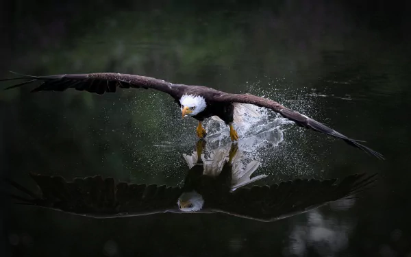 A bald eagle, bird of prey, skims water creating a splash with its wings, captured in striking reflection on the surface, set against a dark, natural background.