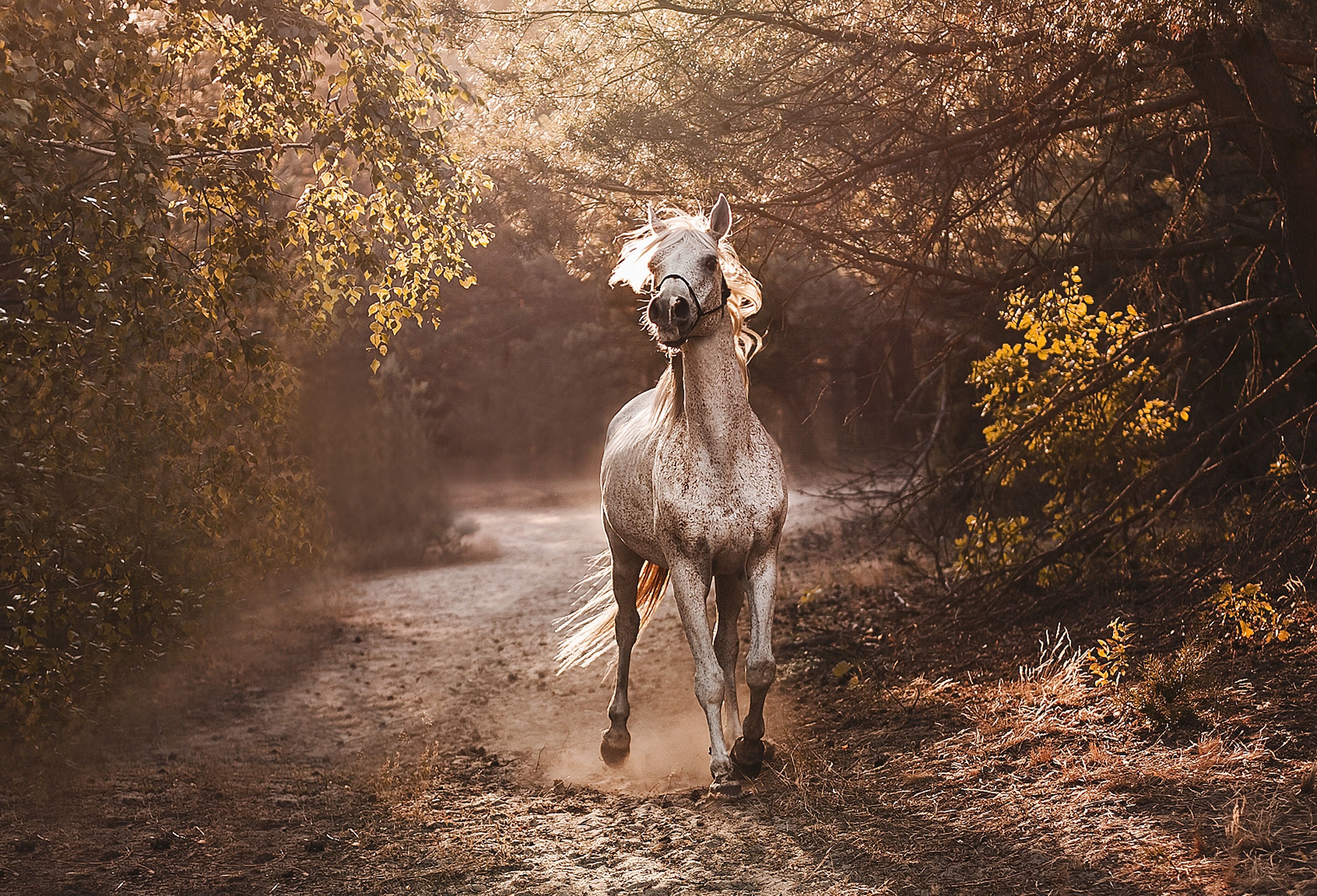 По дороге лошадка. Лошади на рабочий стол. Лошадь в осеннем лесу. Красивые пейзажи с лошадьми. Кони в лесу.