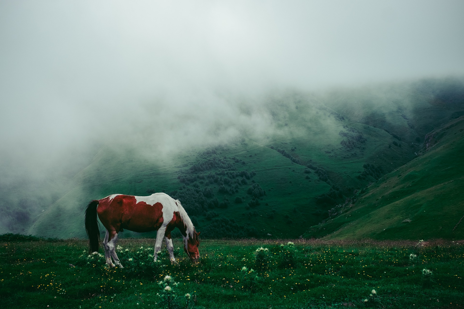 Horse Grazing in a Meadow by Timur Kozmenko