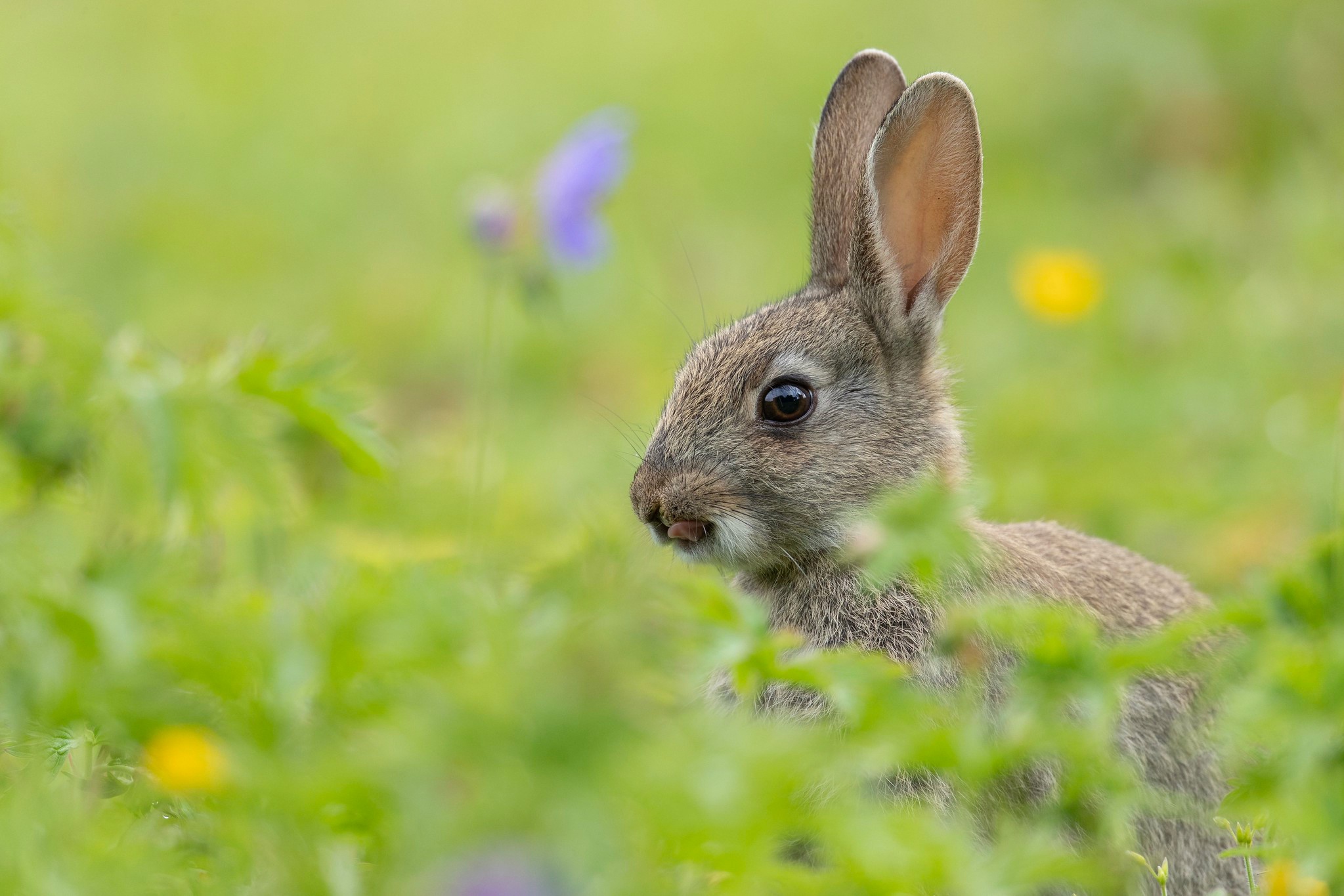 Download Animal Rabbit HD Wallpaper