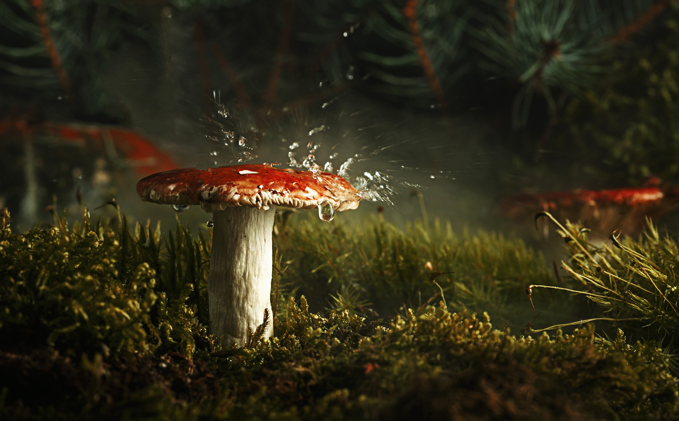 Download Macro Nature Moss Water Drop Mushroom HD Wallpaper