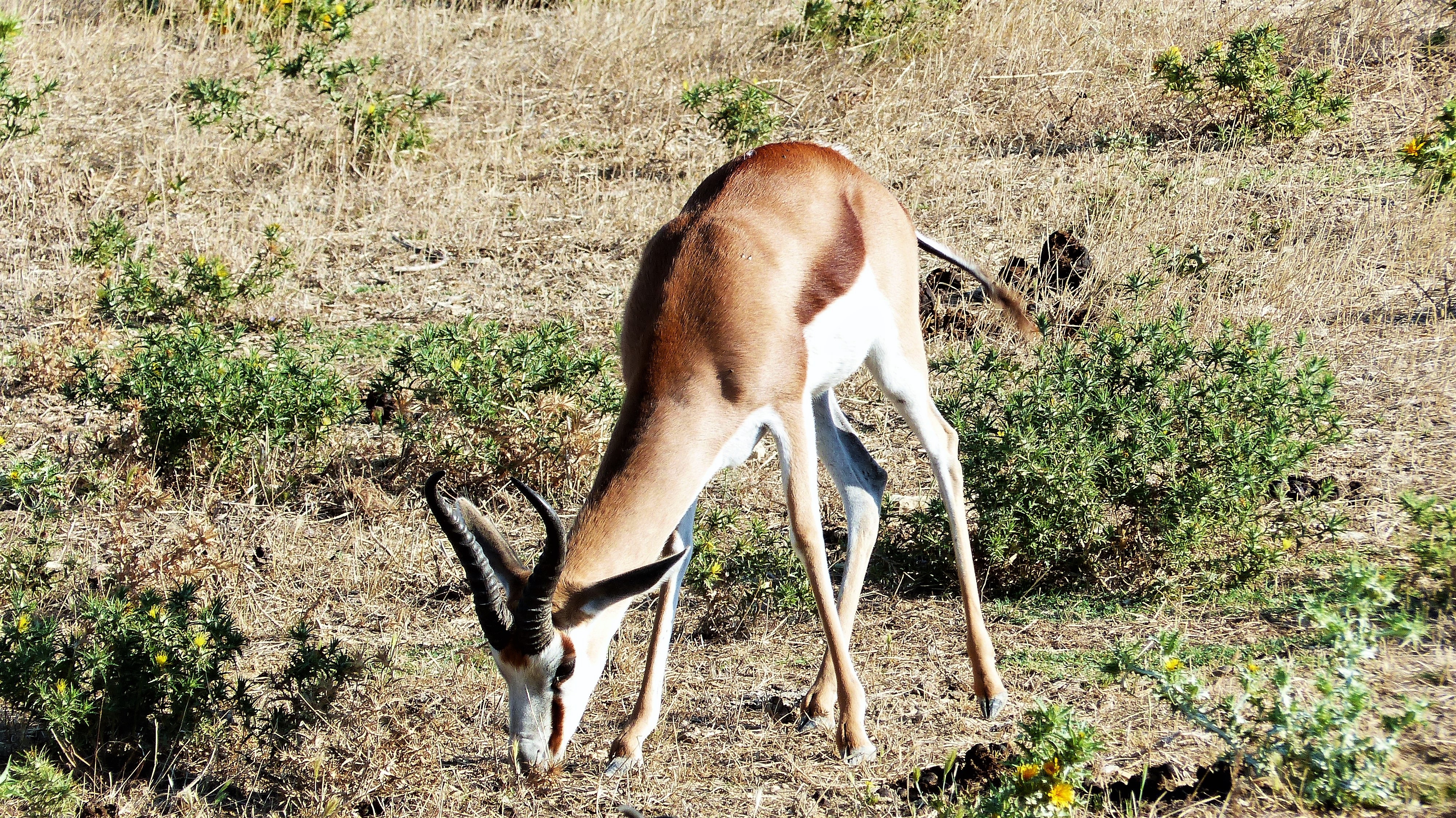 Animal Antelope HD Wallpaper | Background Image