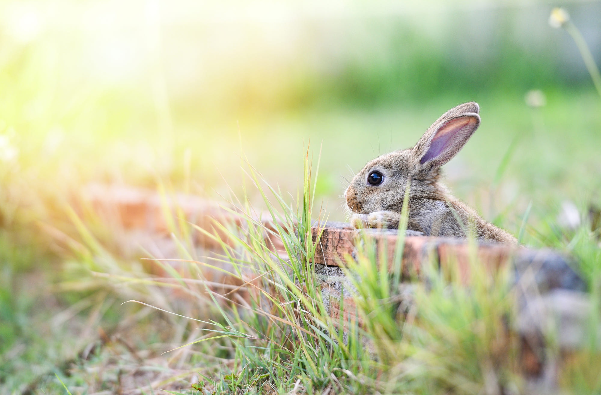 living nature rabbit