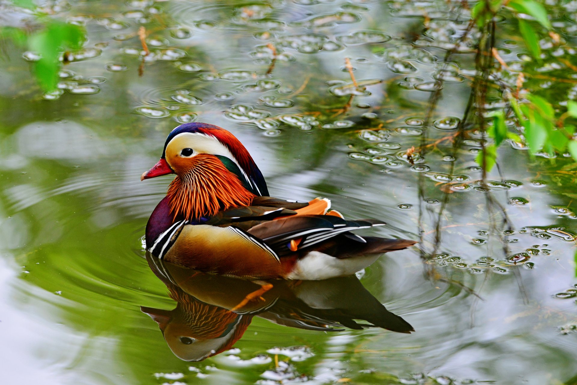 Download Duck Animal Mandarin Duck HD Wallpaper