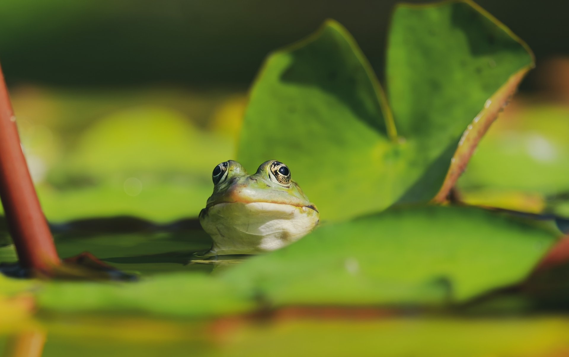 Close-up of a green frog (amphibian, animal) peeking above lily pads in vivid detail — 4K Ultra HD PC desktop wallpaper and background.
