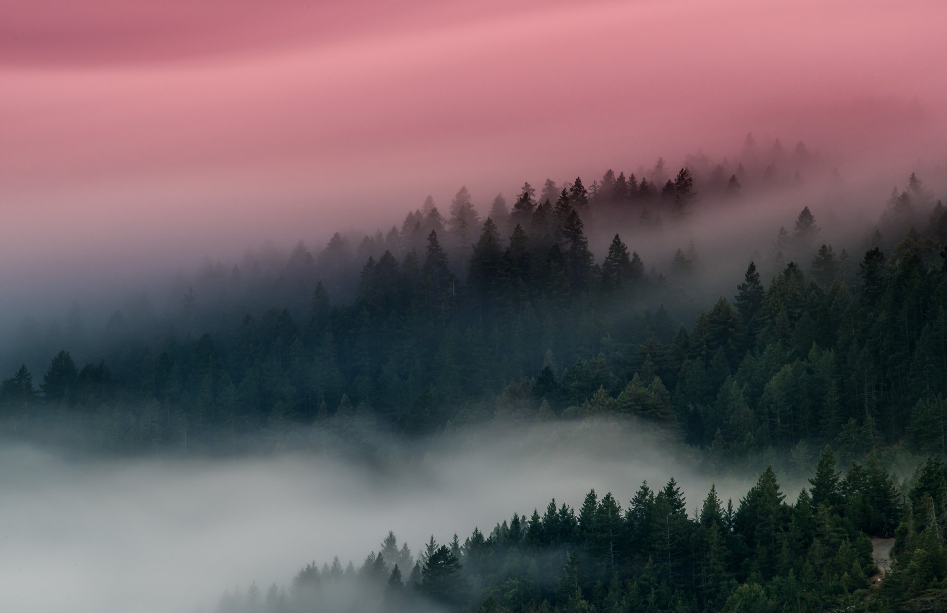 The foggy forest. by Kurt Bartolome