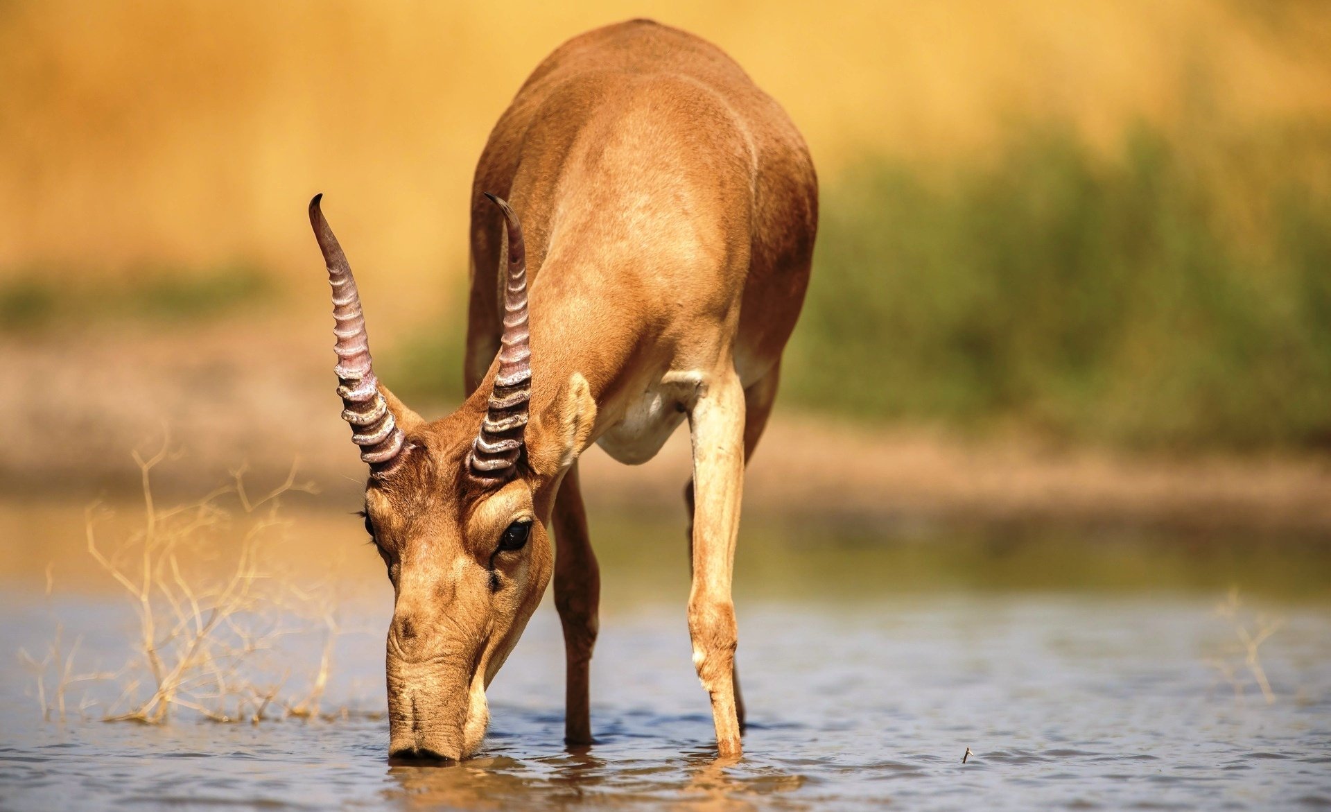 Antelope saiga The Mystery