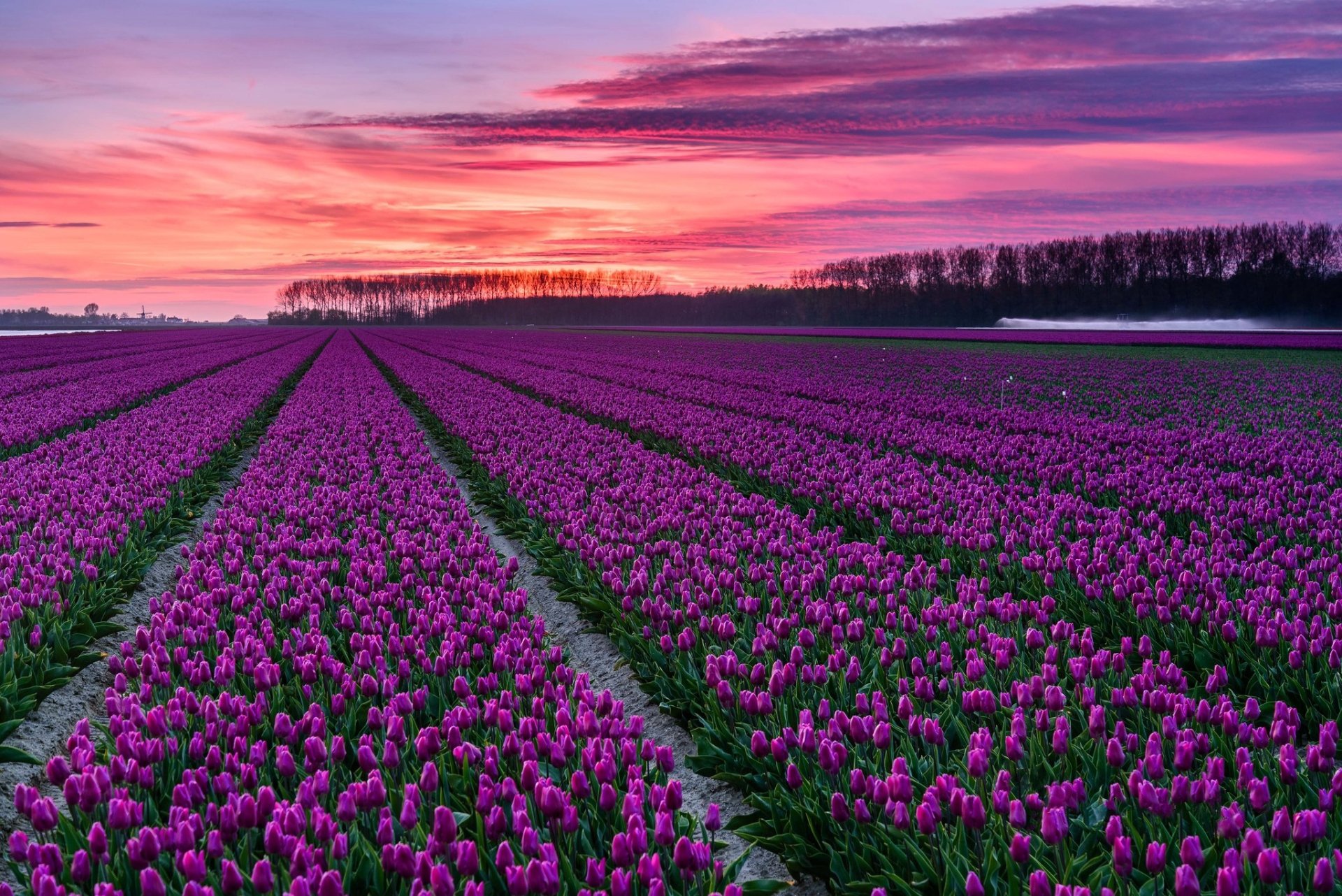 Download Pink Flower Flower Sunset Field Nature Tulip Hd Wallpaper