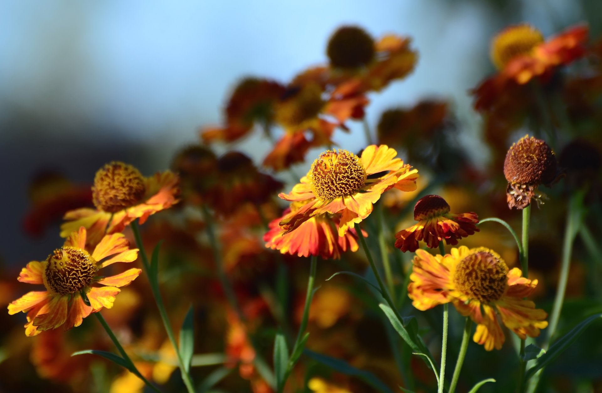 Flower 4k Ultra HD Wallpaper | Background Image | 5504x3599