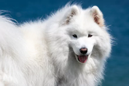 dog Animal samoyed HD Desktop Wallpaper | Background Image