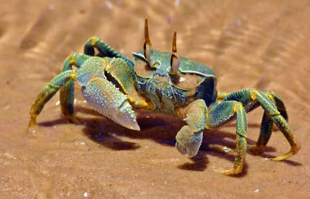 crustacean Animal crab HD Desktop Wallpaper | Background Image