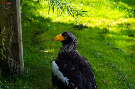 Animal Steller's Sea Eagle HD Desktop Wallpaper | Background Image