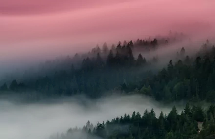 Misty forest landscape enveloped in dense fog under a soft pink sky, captured in stunning 8K Ultra HD for a serene nature desktop background.