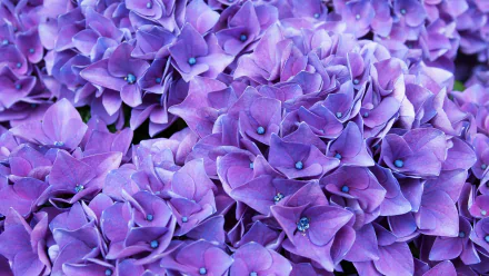  Lilac Flowers