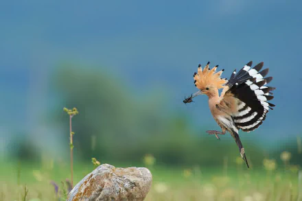 bird Animal hoopoe HD Desktop Wallpaper | Background Image