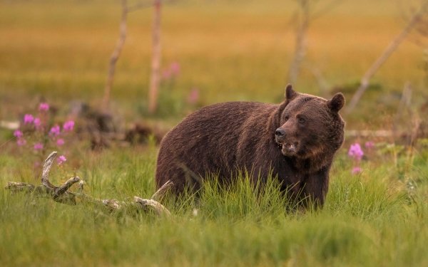 Animal Bear Bears Wildlife predator HD Wallpaper | Background Image