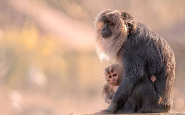 baby animal primate monkey Animal macaque HD Desktop Wallpaper | Background Image