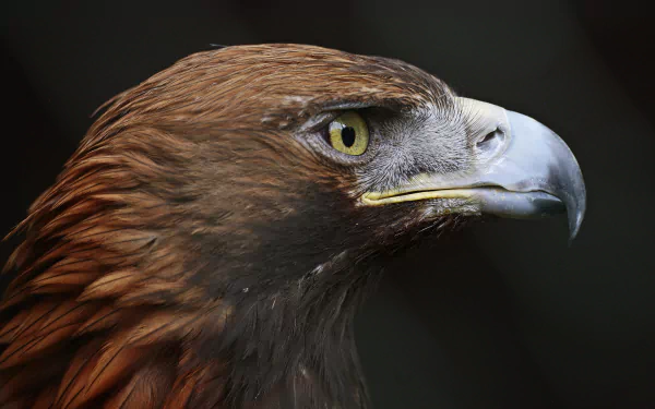 eagle bird Animal golden eagle HD Desktop Wallpaper | Background Image