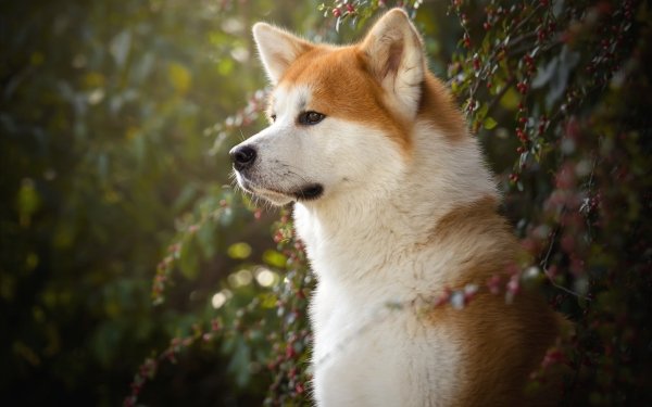 80 柴犬高清壁纸 桌面背景