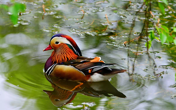 duck Animal mandarin duck HD Desktop Wallpaper | Background Image