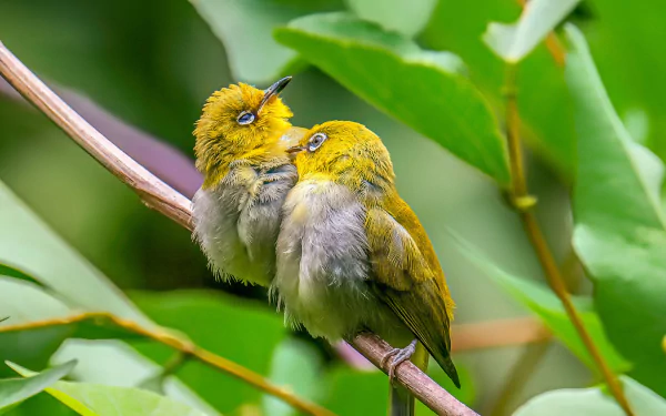 Animal Japanese white-eye HD Desktop Wallpaper | Background Image