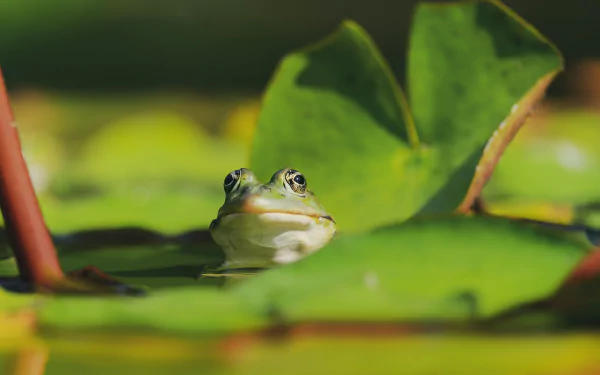 Close-up of a green frog (amphibian, animal) peeking above lily pads in vivid detail — 4K Ultra HD PC desktop wallpaper and background.