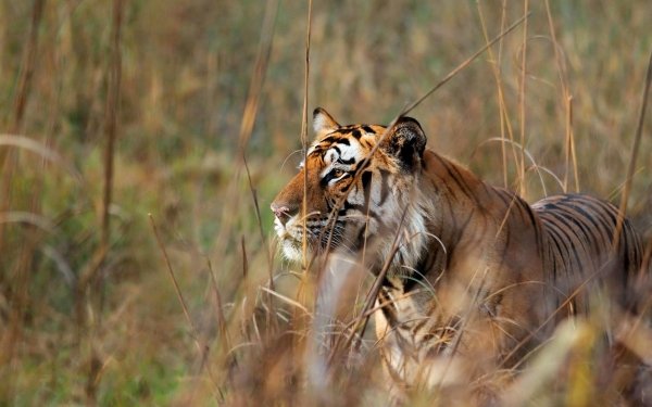 Animal Tiger Cats Bengal Tiger Wildlife Big Cat predator HD Wallpaper | Background Image