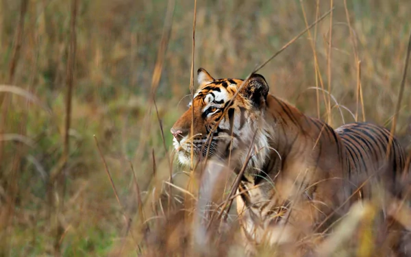 Bengal Tiger in Action - HD Wallpaper