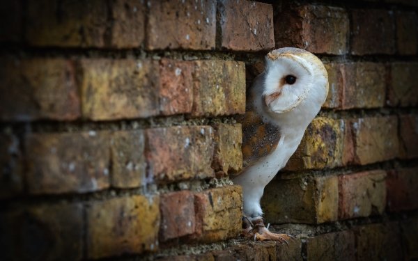 Animal Barn owl Birds Owls Owl Bird HD Wallpaper | Background Image